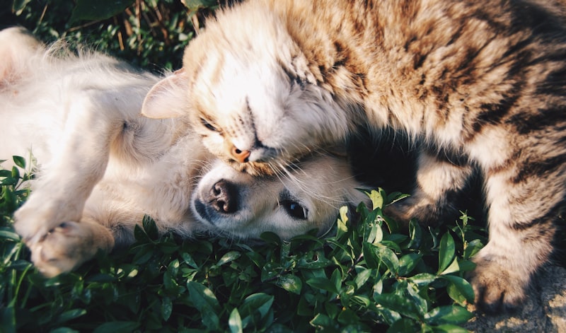 White dog and gray cat together on grass
