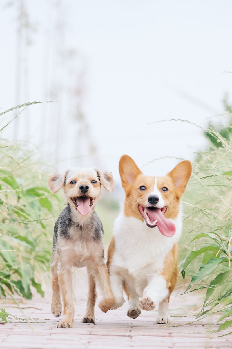 White and brown corgi beside brown dog