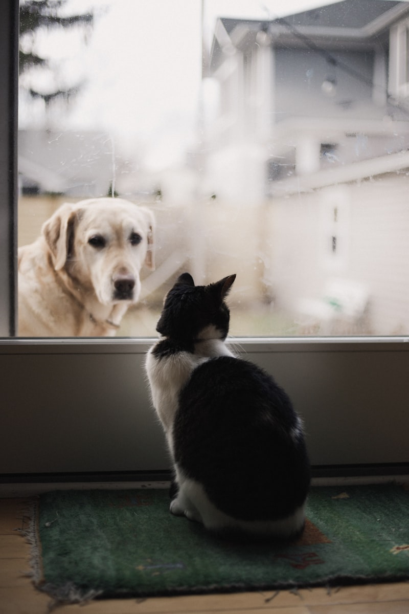 Black and white cat watching yellow Labrador